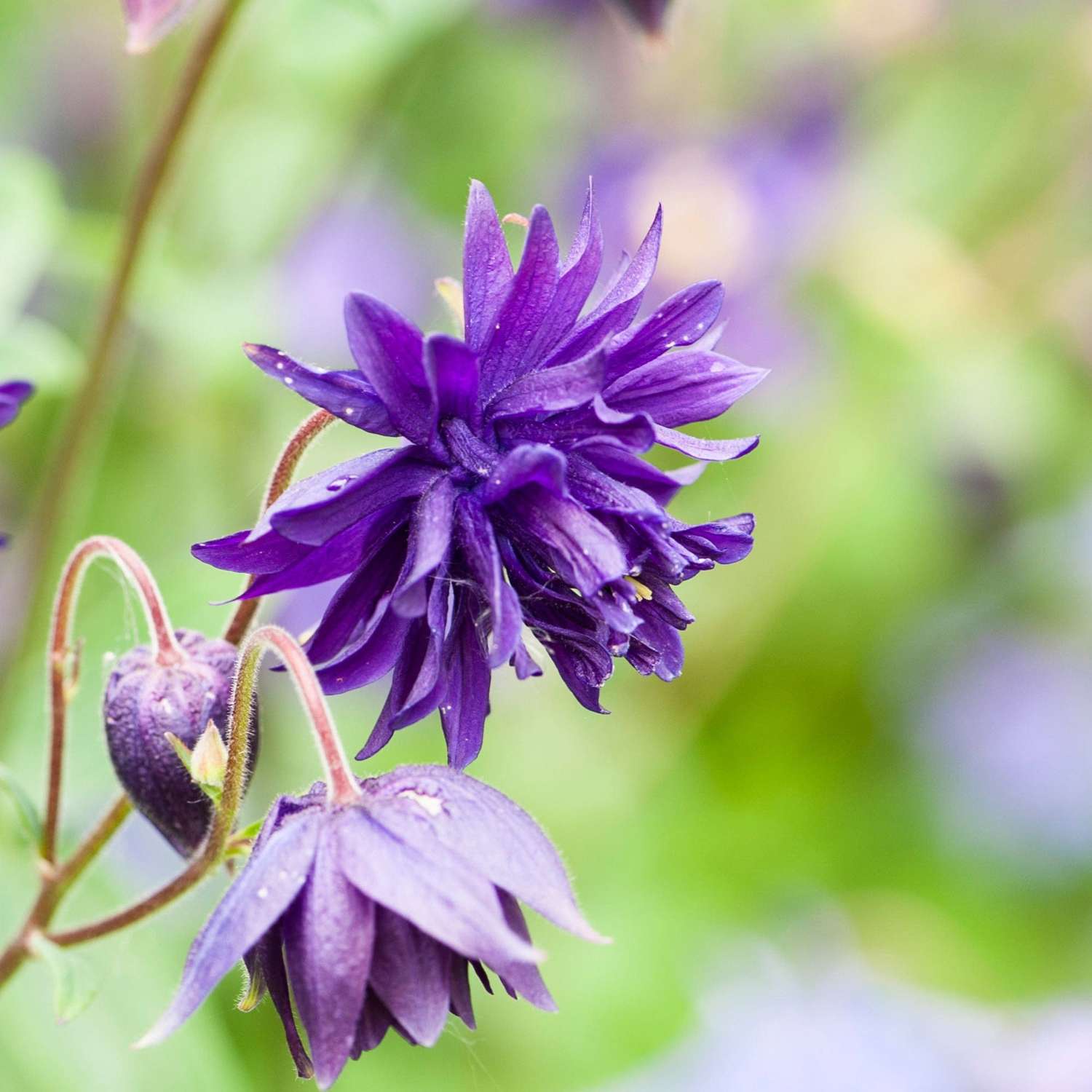 Akelei ‘Blue Barlow’